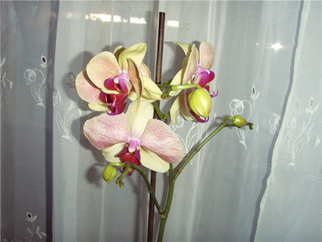 slika orhideje